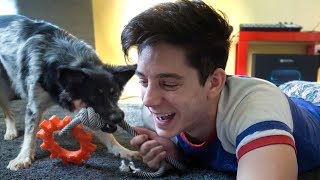 a lazy q&amp;a with my dog