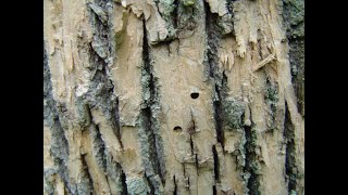 INSECT IDENTIFICATION: Ash Tree Borer