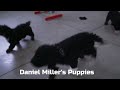 Mini Bernedoodle dogs for sale: Asher - Video 1