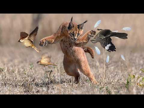 Caracal, the lone cat society