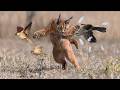 Caracal The Lone Cat Society