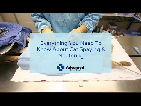 Everything You Need To Know About Cat Spaying & Neutering