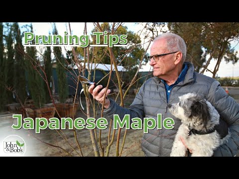 , title : 'How To Prune a Japanese Maple Tree (Encourage Tree Growth!)'