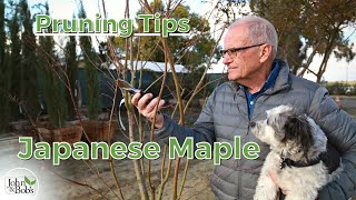 How To Prune a Japanese Maple Tree (Encourage Tree Growth!)