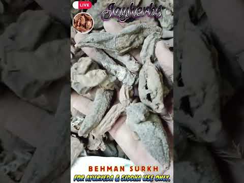 Behman Surkh Salvia Haematodes