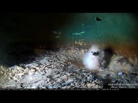 Say hello to our newborn White-tailed Tropicbird as it slowly wakes up to life and to the world.