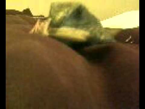 plated lizard eating a locust up close an personal