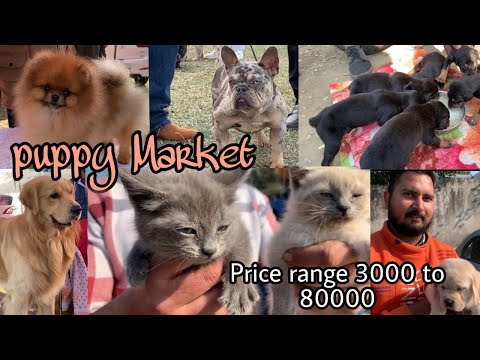 Wholesale Puppy market at patiala dog show