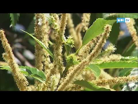 Studi di BPH Recensioni supposte Diclofenac per prostatite