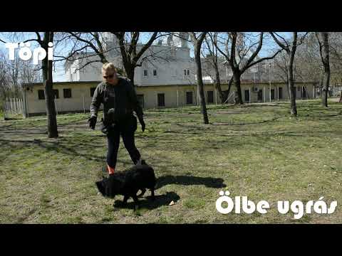 B.Fly Agility Team - trükklánc kihívás - 2020.április