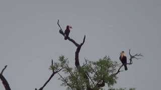 preview picture of video 'Toco Toucan, Ramphastos toco, Wild birds, Brazilian fauna,'
