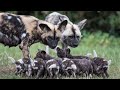 Wild Dogs National Geographic Wild Documentary Full HD 1080p