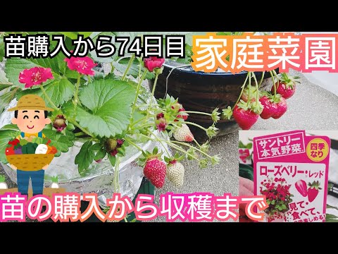 スグリ (グーズベリー)、Ribes grossularia