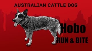 Australian cattle dog Hobo - Run and Bite