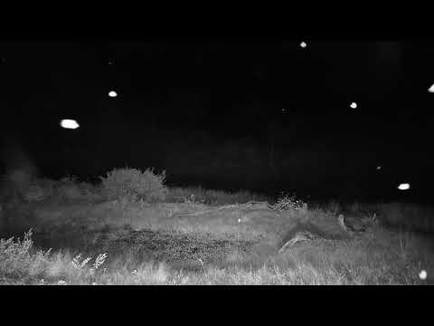Djuma: Lone Hyena sniffing around - 20:53 - 04/08/21