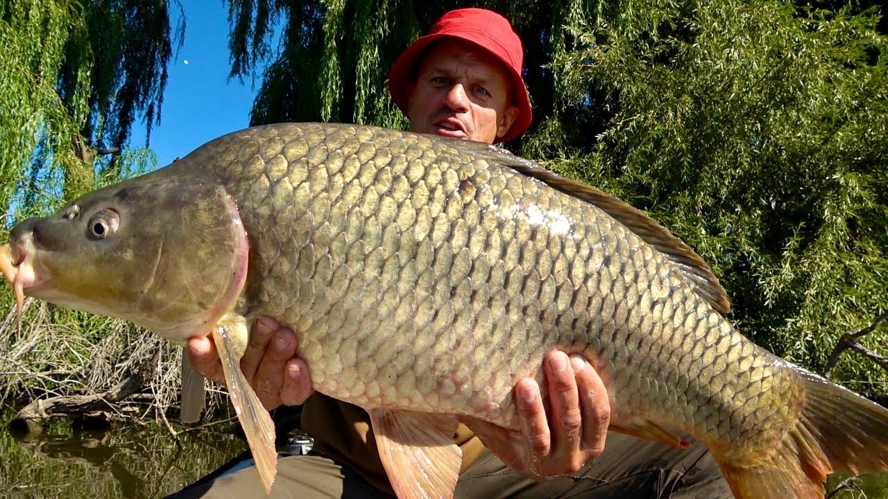 Ловля трофейных карпов на примитивную снасть! Рыбалка на палку в корягах!