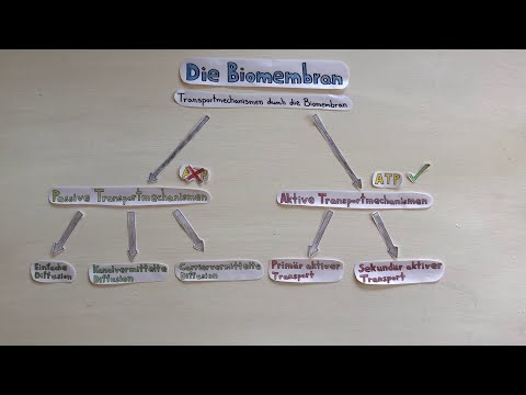 Die Biomembran (II) - Transportmechanismen durch die Biomembran