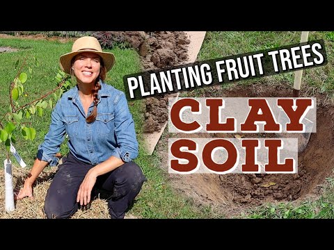 Planting a Fruit Tree in Clay Soil: Tricks & Tips
