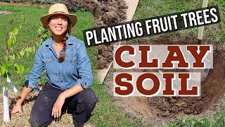 Planting a Fruit Tree in Clay Soil: Tricks & Tips