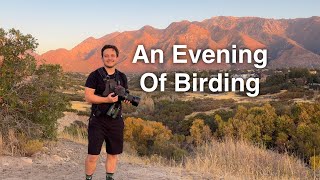 A Beautiful Evening Birding at a Huge Park