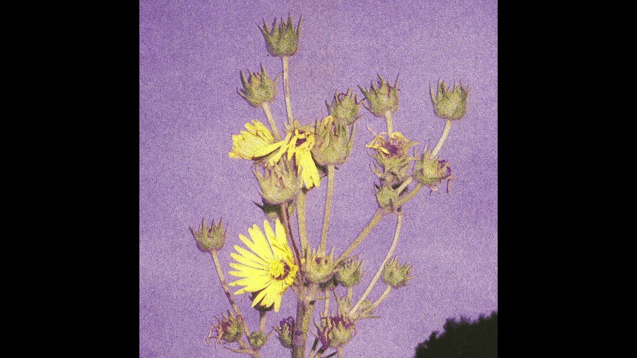 Adeline Hotel - Just Like You