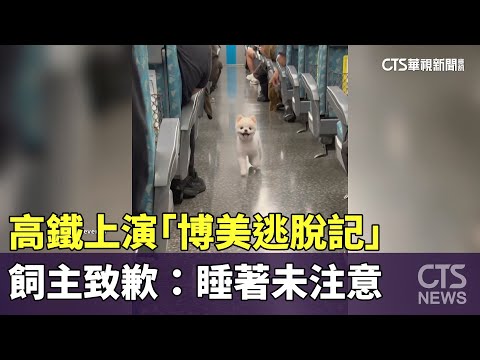 高鐵上演「博美逃脫記」　飼主致歉：睡著未注意