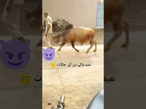 flying bull #shorts #animals