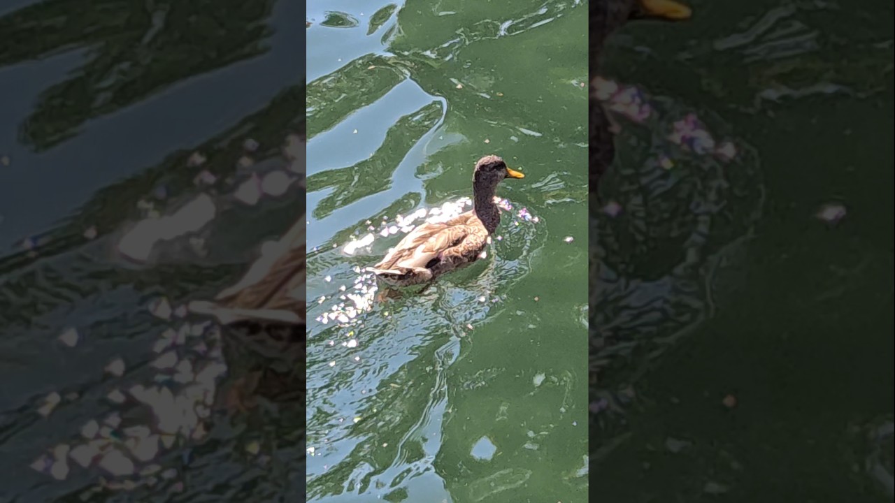 Grey Duck 🦆Together ✨️On The Water 💧| Duck 🦆Vibes Only | #canada #shorts #vlogs #nature