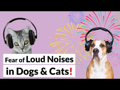 Desensitize Your Pet to LOUD NOISES! Thunder,Fireworks,Gunshots...