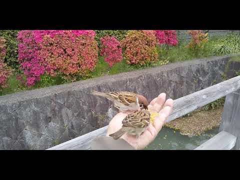 餌を貰いに来るすずめ達 20210413pm 4（天満宮）