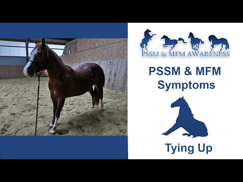 YouTube video about: How long can you leave a horse tied up?