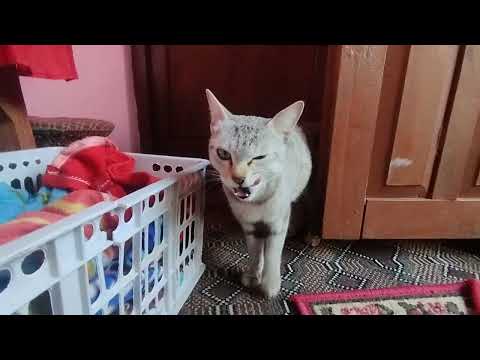 Cat Asking technique to open kitchen door for food #cats