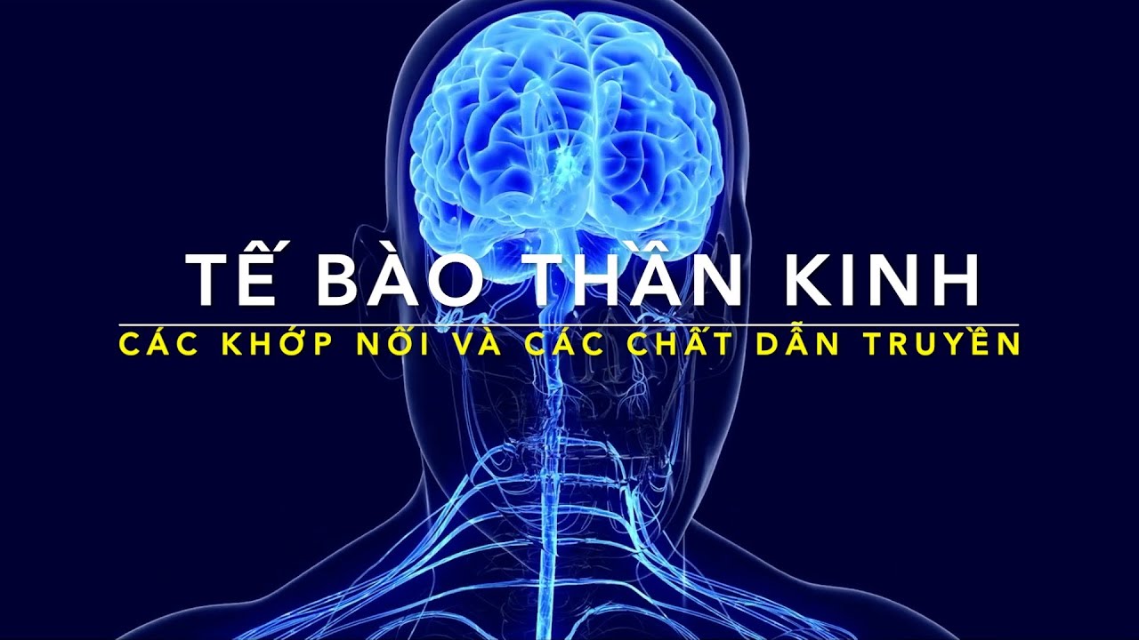 Synap và các chất dẫn truyền thần kinh