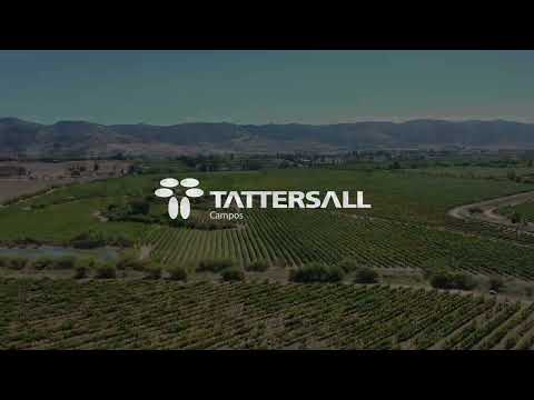 PENCAHUE 43,5 HAS/REGIÓN DEL MAULE