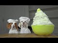 Dogs Make Mashed Potatoes: Chef Dog Maymo Shows How to Make Tasty Mashed Potatoes Recipe