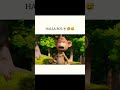 Delhi Safari Full Movie In Hindi And Urdu 4K HD Cartoon Hindi Funny Comedy Funnyvideo Fun
