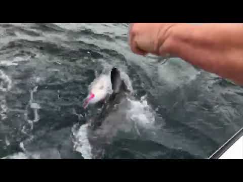 Great White Comes Out Of Nowhere To Swipe Fisherman's Striper He's Reeling In