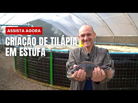 AGRICULTOR INVESTE EM ESTUFAS E AO INVÉS DE UMA, FAZ TRÊS DESPESCAS DE TILÁPIA NO ANO 🐟