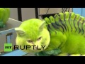 Кошка-дракон: в Екатеринбурге набирают моду «раскрашенные» питомцы 
