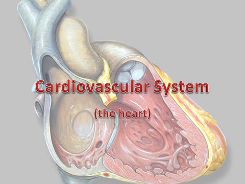 Medical Terminology Diagnostic Procedures of the Cardiovascular System