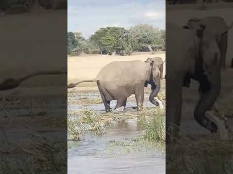 timsahı öldüren fil