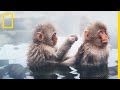 Au Japon, des thermes spécialement bâtis pour les singes