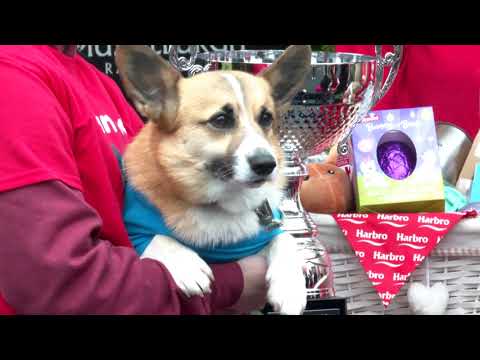 The Corgi Derby at Musselburgh Racecourse | STV News report 04-04-2026