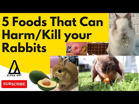 YouTube video about: How much chocolate will kill a rabbit?