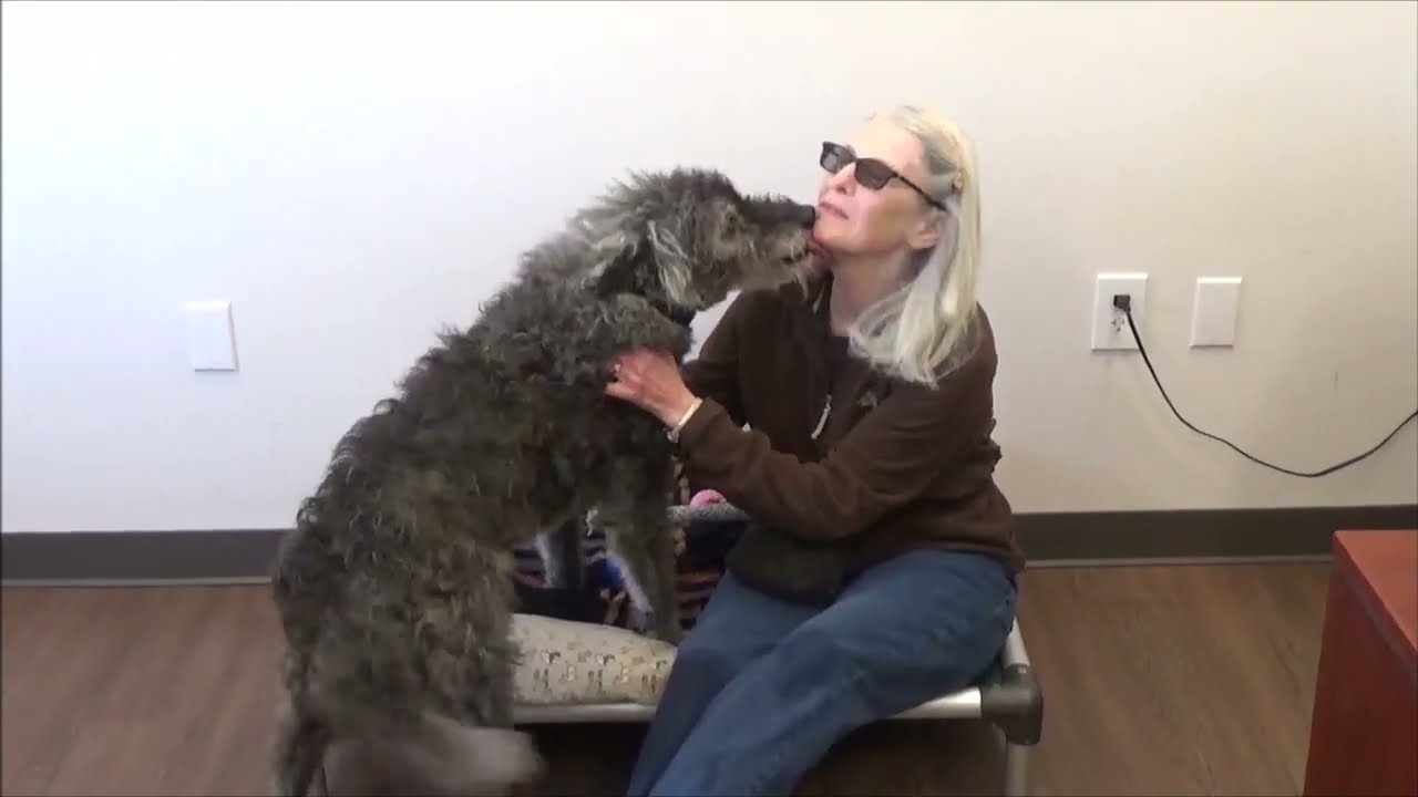 Enlarge Rory, a Adoptable Dutch Shepherd in Nashville, IN video 5/5