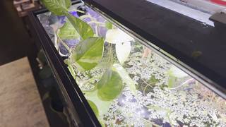 Pothos in High Humidity Paludarium