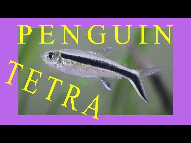 Aquarium Fish Penguin Tetra