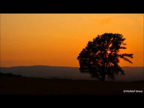 Sound of insects 8 hours/Night of summer in Japan
