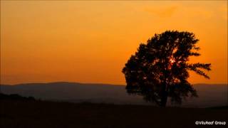 Sound of insects 8 hours/Night of summer in Japan