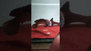 Download lagu Channa auranti mangap 6 #shorts #channaauranti #snakehead #aquarium #aquascape #channamaru mp3